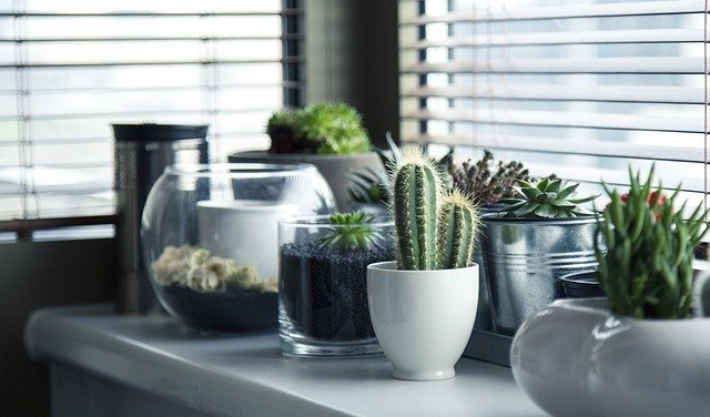 How to Do Indoor Gardening: All You Need to Know